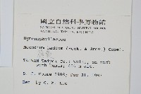 蕗蕨藏品圖，第2張