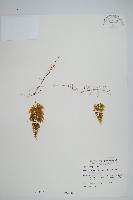 細葉蕗蕨藏品圖，第1張