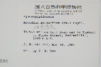 細葉蕗蕨藏品圖，第2張