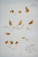 細葉蕗蕨藏品圖，第1張