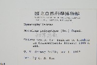 細葉蕗蕨藏品圖，第2張