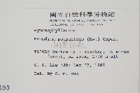 細葉蕗蕨藏品圖，第2張