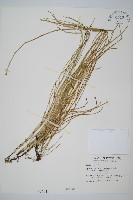 臺灣木賊藏品圖，第1張