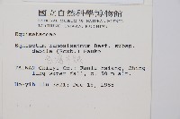 臺灣木賊藏品圖，第2張