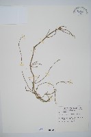 木賊藏品圖，第1張