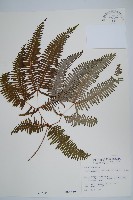 芒萁藏品圖，第1張