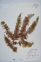 芒萁藏品圖，第1張