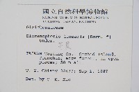 芒萁藏品圖，第2張