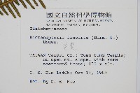 芒萁藏品圖，第2張