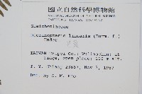 芒萁藏品圖，第2張