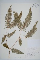 芒萁藏品圖，第1張