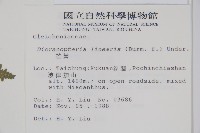 芒萁藏品圖，第2張