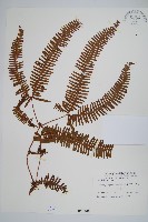 芒萁藏品圖，第1張