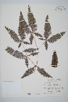 蔓芒萁藏品圖，第1張