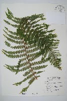 中華裡白藏品圖，第1張