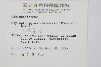 中華裡白藏品圖，第2張