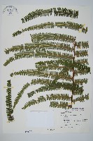 中華裡白藏品圖，第1張