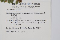 中華裡白藏品圖，第2張