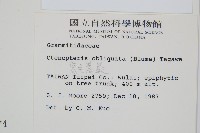 密毛蒿蕨藏品圖，第2張