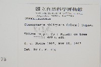 密毛蒿蕨藏品圖，第2張