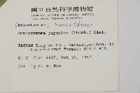 日本鳳丫蕨藏品圖，第2張