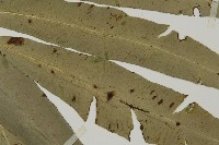 日本鳳丫蕨藏品圖，第3張