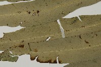 日本鳳丫蕨藏品圖，第4張