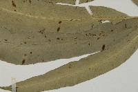 日本鳳丫蕨藏品圖，第5張