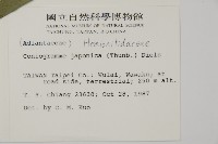 日本鳳丫蕨藏品圖，第2張