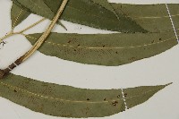 日本鳳丫蕨藏品圖，第3張