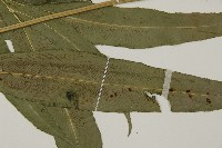 日本鳳丫蕨藏品圖，第4張