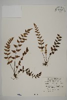 金毛裸蕨藏品圖，第1張