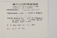 金毛裸蕨藏品圖，第2張