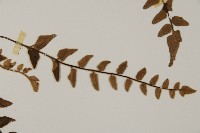 金毛裸蕨藏品圖，第4張