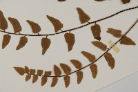 金毛裸蕨藏品圖，第5張