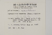 金毛裸蕨藏品圖，第2張