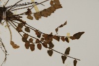 金毛裸蕨藏品圖，第3張