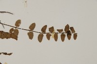 金毛裸蕨藏品圖，第4張