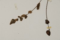 金毛裸蕨藏品圖，第5張