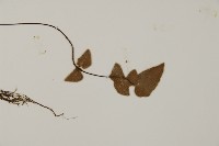 金毛裸蕨藏品圖，第3張