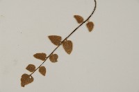 金毛裸蕨藏品圖，第4張