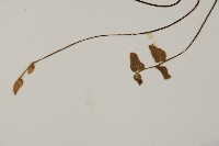 金毛裸蕨藏品圖，第5張