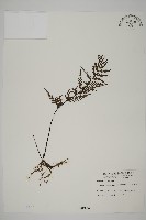 粉葉蕨藏品圖，第1張