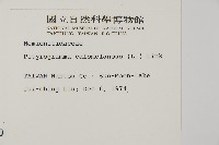 粉葉蕨藏品圖，第2張