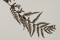 粉葉蕨藏品圖，第3張