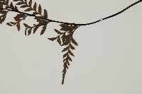 粉葉蕨藏品圖，第4張