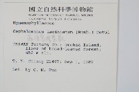 菲律賓厚葉蕨藏品圖，第2張