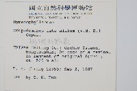 翅柄假膜蕨藏品圖，第2張