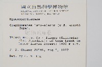 翅柄假膜蕨藏品圖，第2張