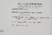 細葉蕗蕨藏品圖，第2張